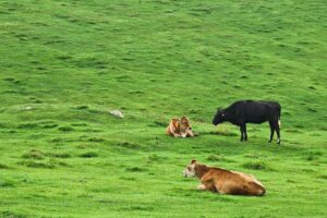 Pasture Rotation: Improving Soil Fertility and Livestock Health