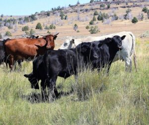 Optimizing Grazing Lands: Best Practices in Pasture Management