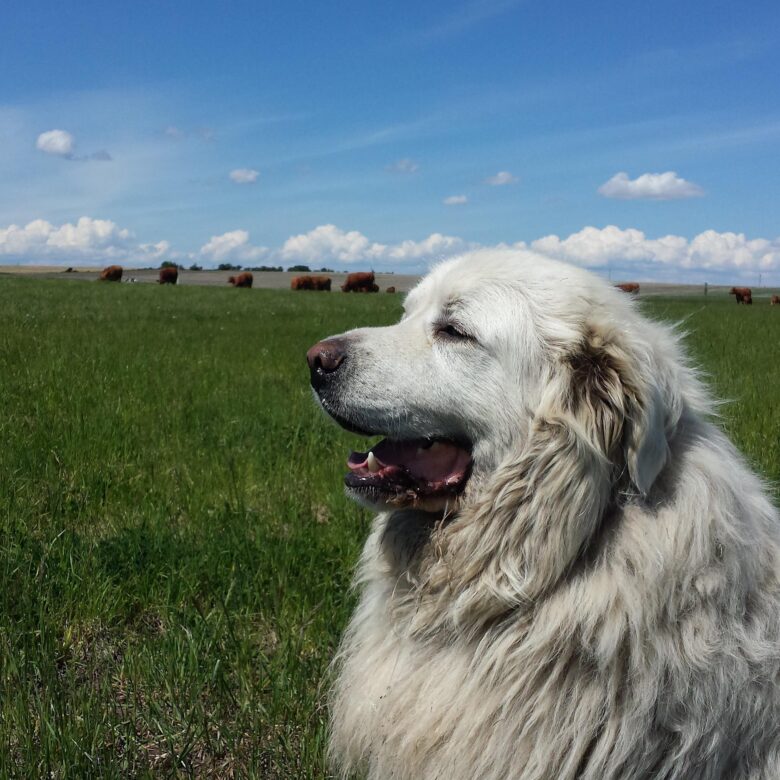 Grassland Guardians: Effective Strategies for Pasture Maintenance