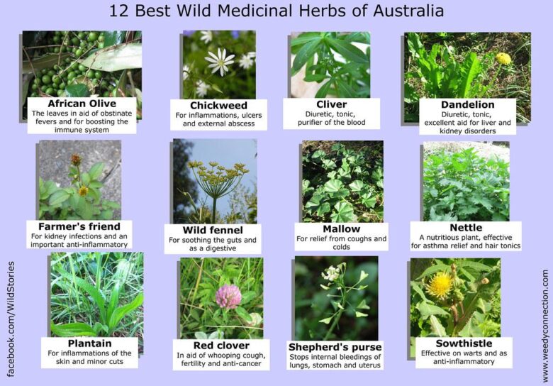 The Power of Plants: Understanding Herbal Supplements and Their Benefits