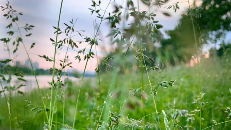 Herbal Supplements Unveiled: A Comprehensive Guide to Natural Healing